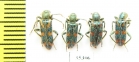 Trichodes sp.  Uzbekistan - INSECTS-STORE.RU