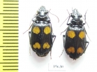 Carabidae sp.  Madagascar - INSECTS-STORE.RU