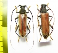 Cerambycidae sp., pair  Peru - INSECTS-STORE.RU