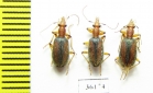Carabidae sp.  Thailand - INSECTS-STORE.RU