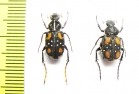 Paratrichius elegantulus, pair  Laos - INSECTS-STORE.RU