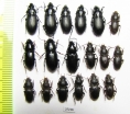Carabidae sp.  Tajikistan - INSECTS-STORE.RU