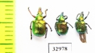 Byctiscus populi  Russia, Tver reg. - INSECTS-STORE.RU