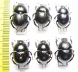 Trypocopris inermis, Thorectes laevigatus, Thorectes brullei - INSECTS-STORE.RU