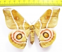 Saturniidae sp.  Madagascar - INSECTS-STORE.RU