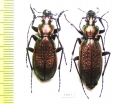 Carabus (Archiplectes) protensus olegi, pair  Georgia - INSECTS-STORE.RU