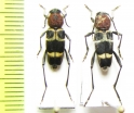 Xylotrechus rufilius  Japan - INSECTS-STORE.RU