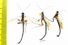 Ichneumonoidea sp.  Russia, Tver reg. - INSECTS-STORE.RU