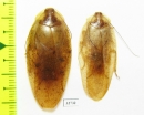 Blattodea sp.  Malaysia, Borneo - INSECTS-STORE.RU
