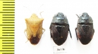 Hemiptera sp.  Thailand - INSECTS-STORE.RU