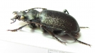 Calosoma imbricatum hottentotum  South Africa Rep. - INSECTS-STORE.RU