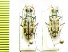 Cicindela marginata, pair  USA - INSECTS-STORE.RU