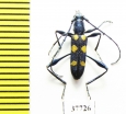 Cerambycidae sp.  South Africa Rep. - INSECTS-STORE.RU
