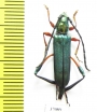 Cerambycidae sp.  South Africa Rep. - INSECTS-STORE.RU