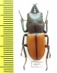 Prosopocoilus sp.  Indonesia, Sulawesi - INSECTS-STORE.RU