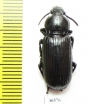 Carabidae sp.  Zambia - INSECTS-STORE.RU