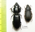 Carabidae sp.  Mozambique - INSECTS-STORE.RU