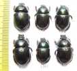 Geotrupes mutator  Russia, Astrakhan reg. - INSECTS-STORE.RU