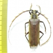 Cerambycidae sp.  Ecuador - INSECTS-STORE.RU