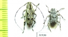 Cerambycidae sp.  Peru - INSECTS-STORE.RU