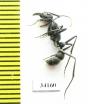 Formicidae sp.  Ecuador - INSECTS-STORE.RU