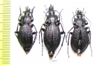 Carabus (Sphodristocarabus) janthinus dvorschaki, pair  Abkhazia - INSECTS-STORE.RU