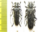 Saperda similis, pair  Russia, Far East - INSECTS-STORE.RU