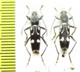 Chlorophorus nivipictus, pair  Turkey - INSECTS-STORE.RU