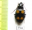 Carabidae sp.  Madagascar - INSECTS-STORE.RU