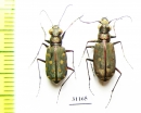 Calomera littoralis conjunctaepustulata, pair  Russia, Astrakhan reg, - INSECTS-STORE.RU