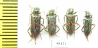 Trichodes sp.  Uzbekistan - INSECTS-STORE.RU