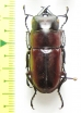 Prosopocoilus dorsalis  Philippines - INSECTS-STORE.RU