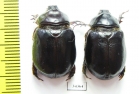Pericoptus truncatus, pair  New Zealand - INSECTS-STORE.RU