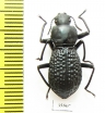 Tenebrionidae sp.  Australia - INSECTS-STORE.RU