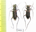 Cicindelinae sp., pair  Laos - INSECTS-STORE.RU
