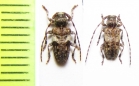 Pogonocherus decoratus, P.fasciculatus  Czech Rep. - INSECTS-STORE.RU