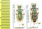 Cylindera sp., pair  China, Quinghai prov. - INSECTS-STORE.RU