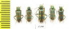 Trichodes sp.  Uzbekistan - INSECTS-STORE.RU