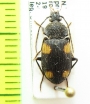 Carabidae sp.  Thailand - INSECTS-STORE.RU