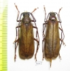 Erioderus sp., pair  South Africa Rep. 44mm - INSECTS-STORE.RU