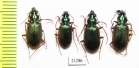 Carabidae sp.  Kirgizstan - INSECTS-STORE.RU