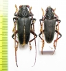 Plocaederus ruficornis, pair  Malaysia - INSECTS-STORE.RU