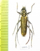 Gibbocerambyx aureovittatus  Laos - INSECTS-STORE.RU