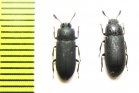 Cryphaeus punctipennis, pair  India - INSECTS-STORE.RU