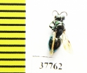 Chrysididae sp.  Russia, Tver reg. - INSECTS-STORE.RU