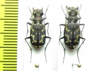 Ropaloteres sp., pair  South Africa Rep. - INSECTS-STORE.RU