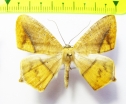Geometridae sp.  Bolivia - INSECTS-STORE.RU