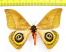 Saturniidae sp.  Panama - INSECTS-STORE.RU