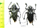 Cerambycidae sp., pair  Peru - INSECTS-STORE.RU