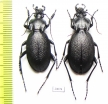 Carabus (Procrustes) coriaceus kindermanni, pair  Bulgaria - INSECTS-STORE.RU